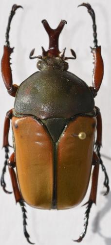 Eudicella sp.